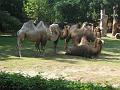 Zoo Cottbus 007